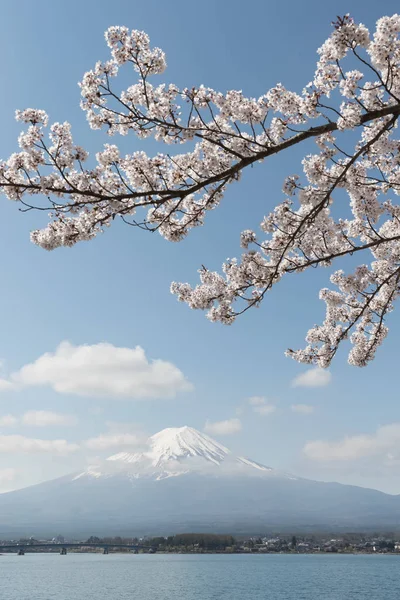 Kvetoucí sakura cherry a hory Fudži — Stock fotografie