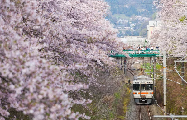 train among blooming sakura trees