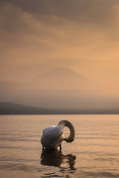 Cisne branco e mt.Fuji — Fotografia de Stock