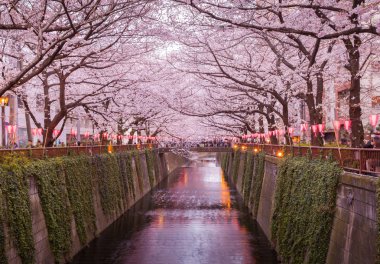 Tokyo sakura kiraz çiçeği
