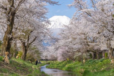 Sakura ağaçlar ve dağ Fuji