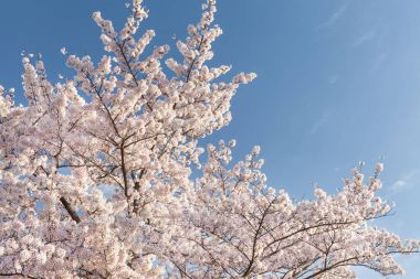 Güzel kiraz çiçeği sakura