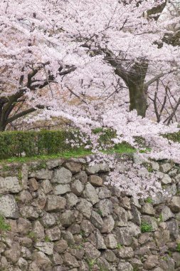 Sakura çiçeği ağaçlar
