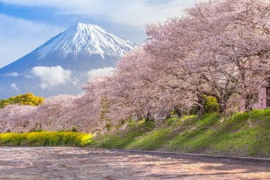 Dağ Fuji ve sakura kiraz çiçeği 
