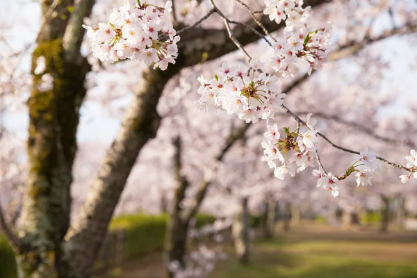 Sakura cseresznyevirág fák — Stock Fotó