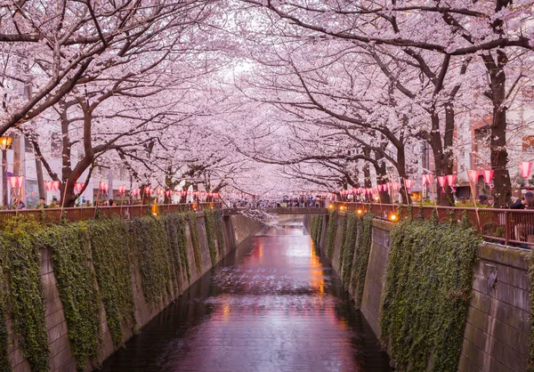 Tokyo sakura cherry blossom — Stock Photo, Image