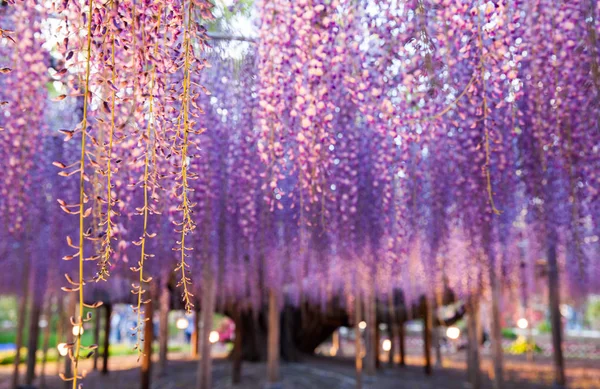Old Great Wisteria — Stock Photo, Image