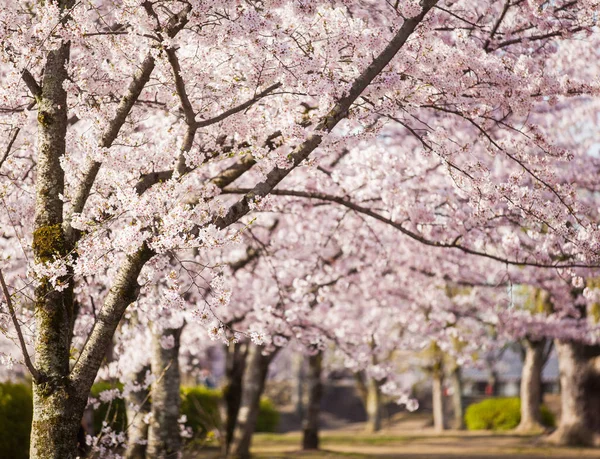 Sakura cseresznyevirág fák — Stock Fotó