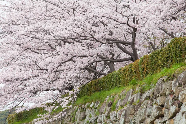 Sakura blossom trees — Stock Photo, Image