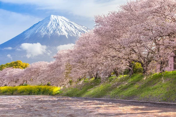 Fuji di montagna e fiori di ciliegio di sakura — Foto Stock