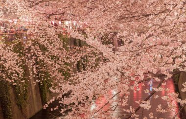 Tokyo sakura kiraz çiçeği