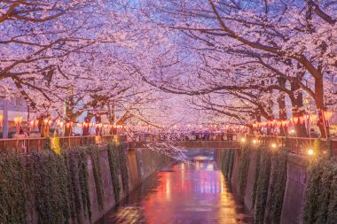 Tokyo sakura kiraz çiçeği