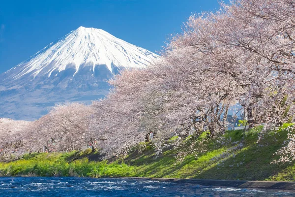 山富士山和樱花樱桃开花 — 图库照片