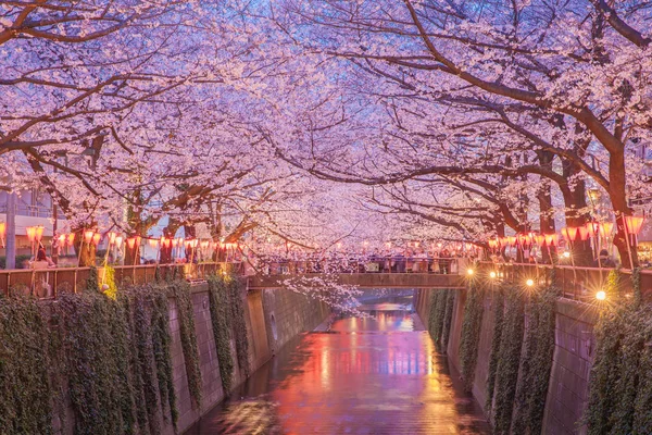 Tokyo sakura kiraz çiçeği — Stok fotoğraf