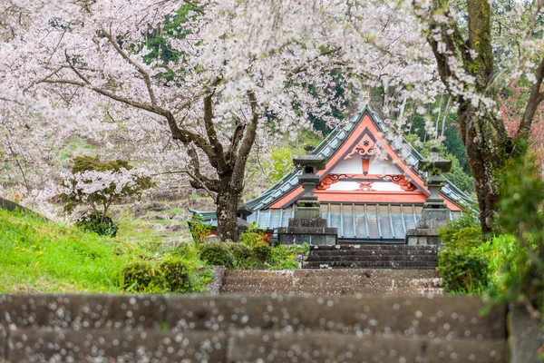 Japon Tapınağı ve Sakura ağaçlar