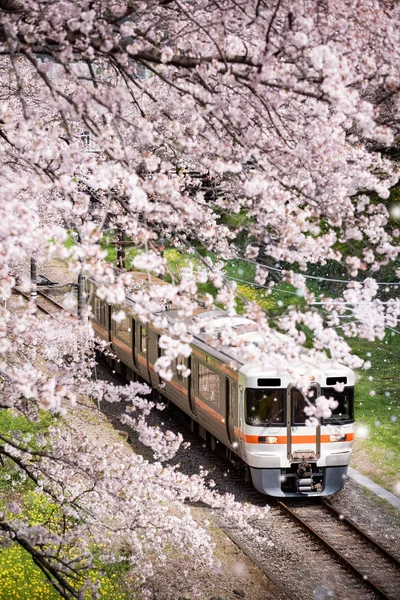 Japonia pociąg w sezon kwiat wiśni sakura — Zdjęcie stockowe