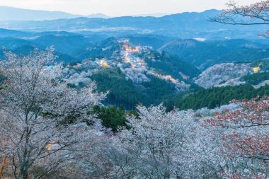 Yoshinoyama sakura kiraz çiçeği