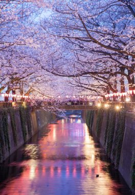 Tokyo sakura kiraz çiçeği