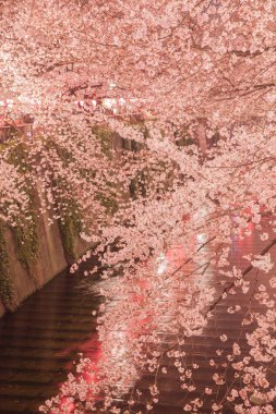 Tokyo sakura kiraz çiçeği