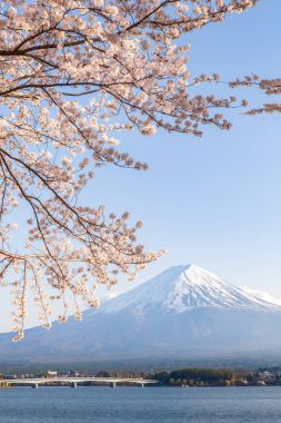 Sakura kiraz çiçeği ve Mt. Fuji 