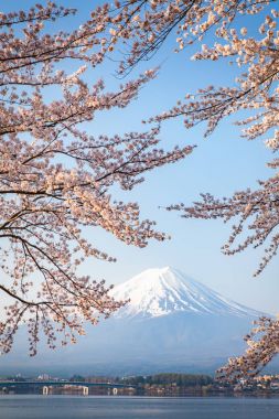 Sakura kiraz çiçeği