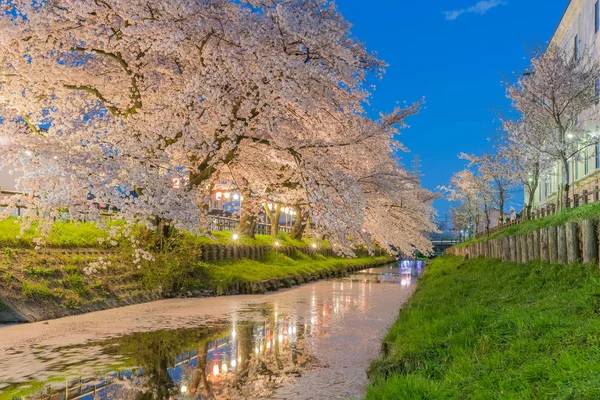 Sakura japonais fleur de cerisier — Photo