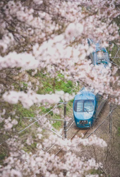 Japan train in sakura cherry blossom — Stock Photo, Image