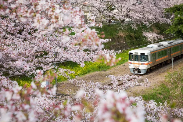 Kwiat wiśni Sakura — Zdjęcie stockowe