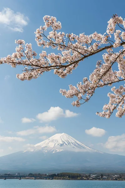 Sakura fleur de cerisier — Photo