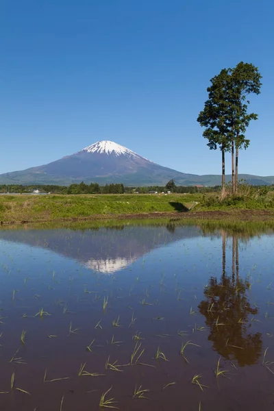 Mount Fuji en rijst veld — Stockfoto