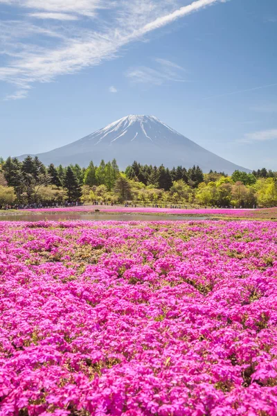 Mountain Fuji and pink moss field