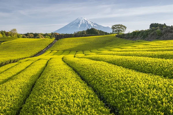 Čaje farmu a horu Fudži — Stock fotografie