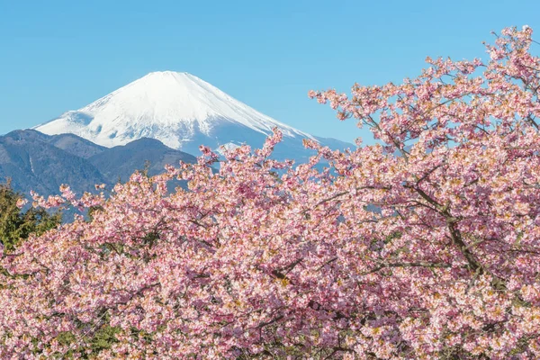 Kawazu Sakara och berget Fuji — Stockfoto