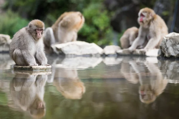 Igokudani 원숭이 공원 — 스톡 사진