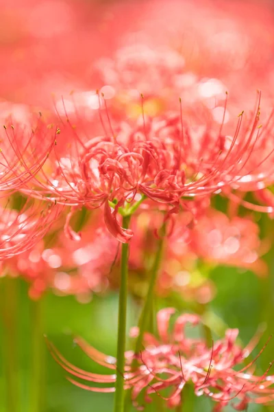 Rode spin lily in de herfst — Stockfoto