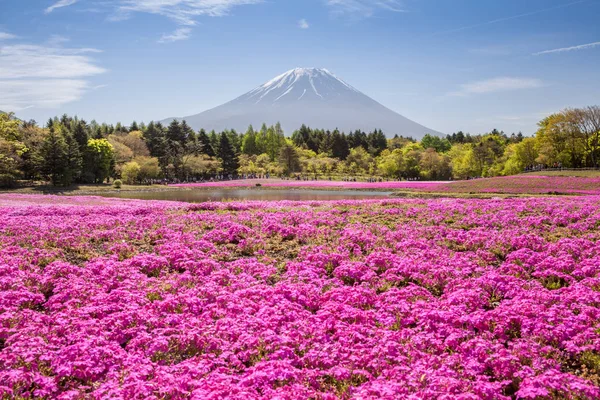 Mountain Fuji and pink moss field