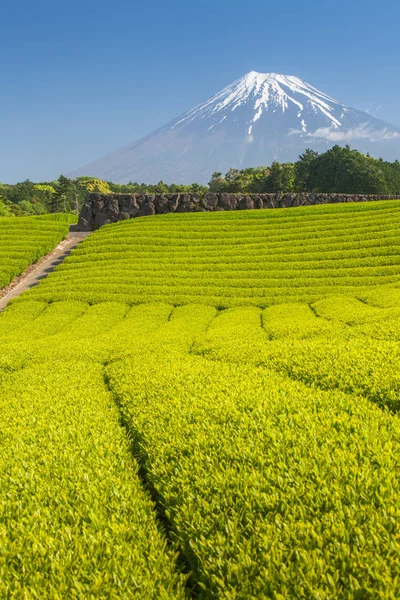 Tea farm and Mount Fuji — Stock Photo, Image