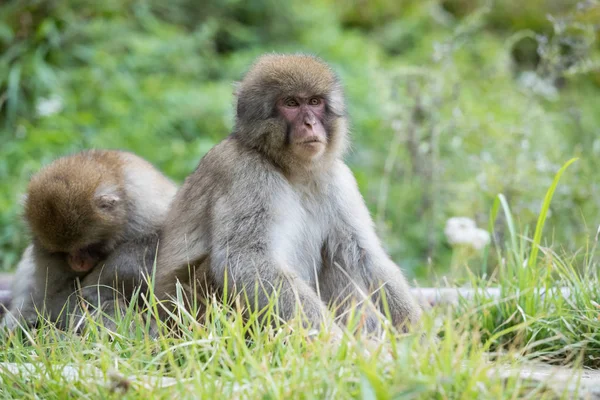 jigokudani maymun parkı  