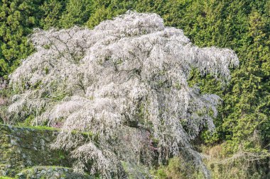 Uda city, Nara ili Hongo bölgede Matabei sakura, sevgili dev draping kiraz ağacı dikti. 