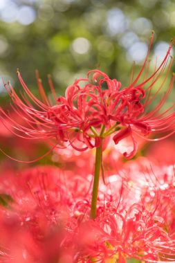 Yakından - sonbaharın kırmızı örümcek zambak