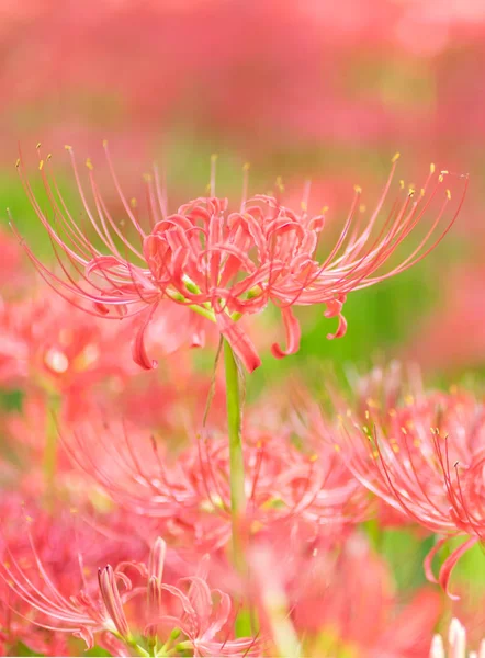 Close Red Spider Lily Herfst — Stockfoto