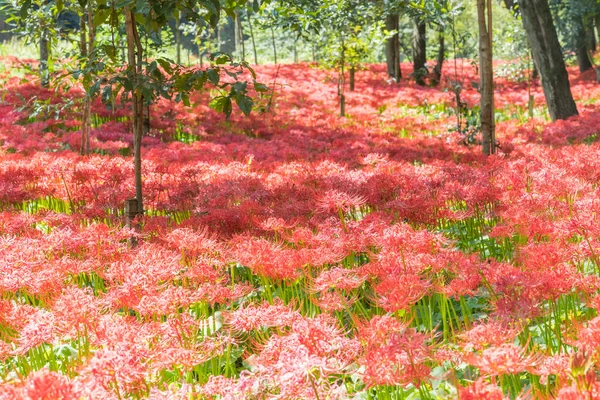 Rode Spin Lily Plant Herfst Saitama Japan — Stockfoto