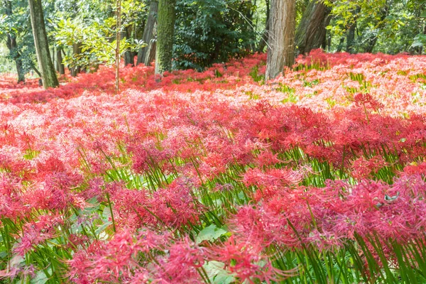 Rode Spin Lily Plant Herfst Saitama Japan — Stockfoto