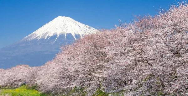 Vackra Berg Fuji Och Sakura Cherry Blossom Japan Vårsäsongen — Stockfoto