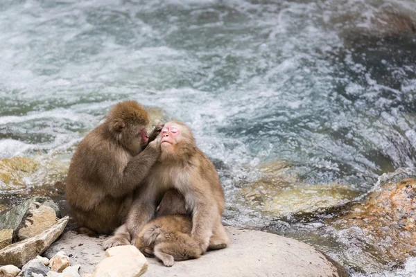 Jigokudani Monkey Park Monos Bañándose Una Fuente Termal Natural Nagano Imagen de archivo