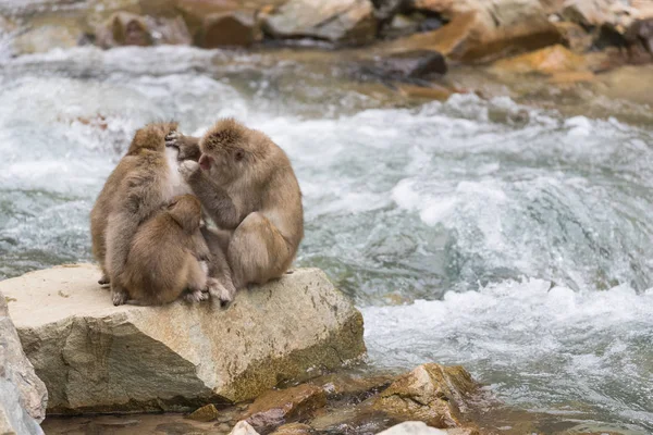 Jigokudani Monkey Park Monos Bañándose Una Fuente Termal Natural Nagano Fotos de stock