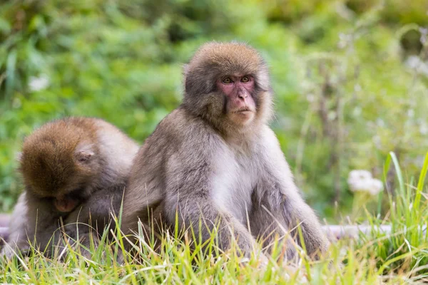 Jigokudani Monkey Park Monos Bañándose Una Fuente Termal Natural Nagano Imágenes de stock libres de derechos