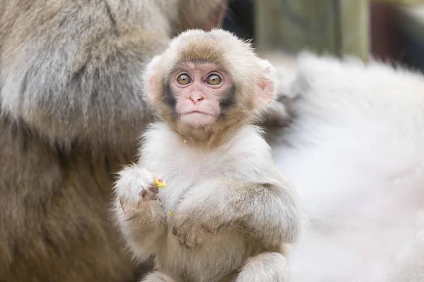 Jigokudani Monkey Park Monos Bañándose Una Fuente Termal Natural Nagano Fotos de stock