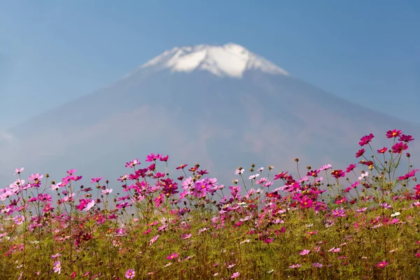 Campo Flores Cosmos Montanha Fuji Temporada Outono Yamanakako Hanano Miyako — Fotografia de Stock