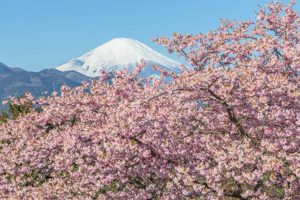 Σακαρα Kawazu Και Βουνού Φούτζι Στην Σεζόν Άνοιξη — Φωτογραφία Αρχείου